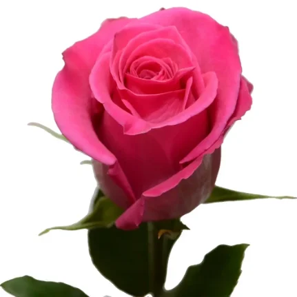 Фото для Роза розовая 60 см