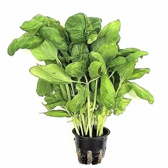 Фото для Базилик пучок Тепличный