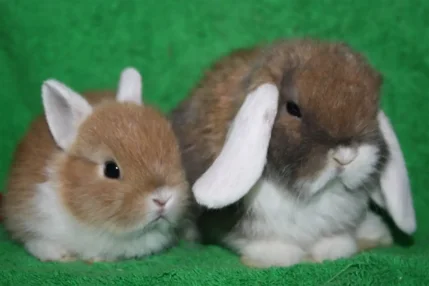 Карликовые кролики 