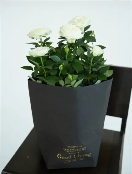 Роза Кордана — нежный и очень красивый комнатный цветок, который прекрасно растет в домашних условиях.