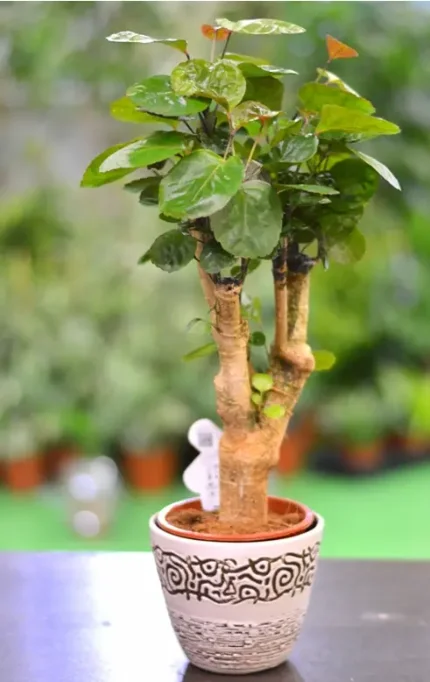 Полисциас - комнатное растение с декоративной красивой зеленой массой листьев.