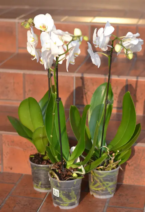 Орхидея Фаленопсис - многолетнее комнатное растение, которое отличается обильным и  продолжительным цветением.