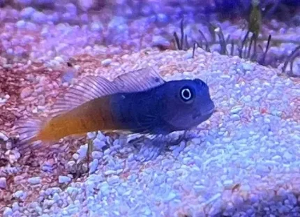 Рыбка МОРСКАЯ СОБАЧКА в ассортименте (Enchelyurus)