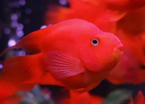 Рыба Попугай красный