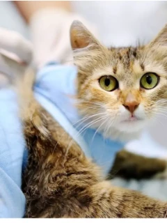 Фото для Кастрация кота