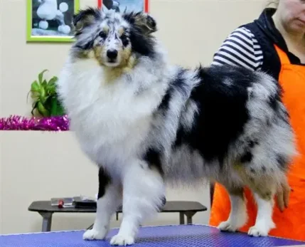 Фото для Породные и гигиенические стрижки