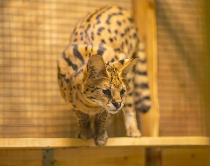 Зоопарк (билет для взрослых)