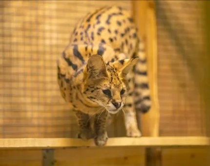 Зоопарк (билет для взрослых)