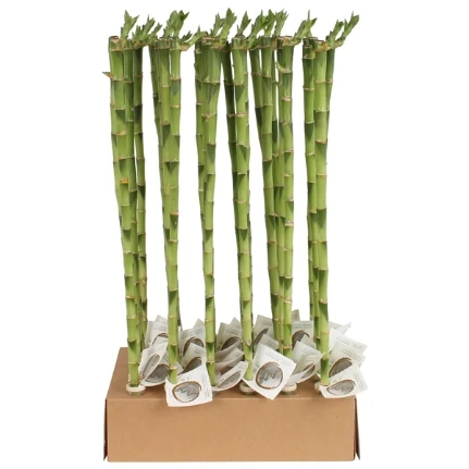 Фото для Счастливый Бамбуковый Стебель Прямой ( Lucky Bamboo Stem Straight) 60см