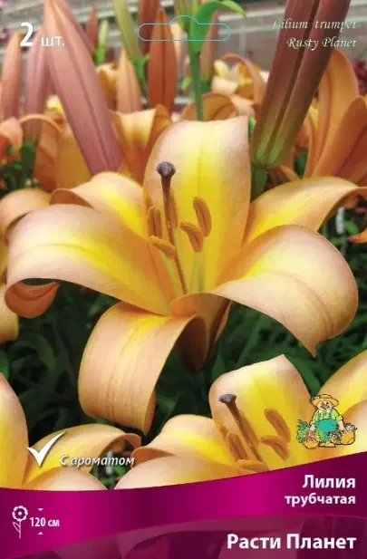 Фото для Лилия Трубчатая Расти Планет 14-16/К 2шт