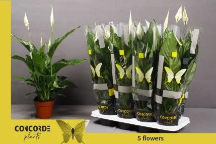 Фото для Спатифиллум Свит Рикардо (Spathiphyllum Sweet Ricardo) 13/60