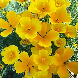 Цветы Эшшольция Аура (0,2г)