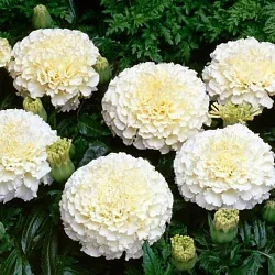 Фото для Цветы Бархатцы Ванилла F1 (5шт)