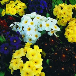 Цветы Примула Крупноцветная, смесь (0,05г)