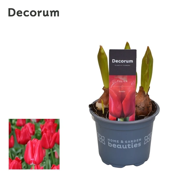 5092ce13f00511ef828ed85ed377b6fa_5092ce14f00511ef828ed85ed377b6fa