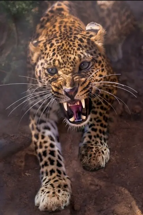Фреска STEINBAU AMUR "Леопард"